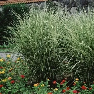 thumbnail for publication: Miscanthus sinensis Maiden Grass